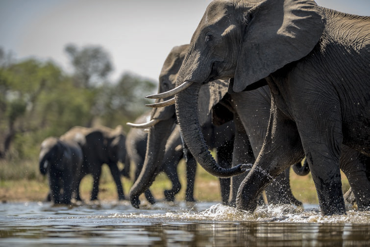 Zanzibar Wildlife