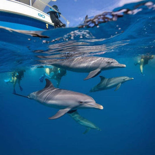 Zanzibar Wildlife