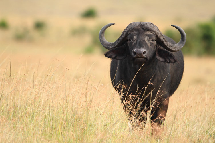 African Safari